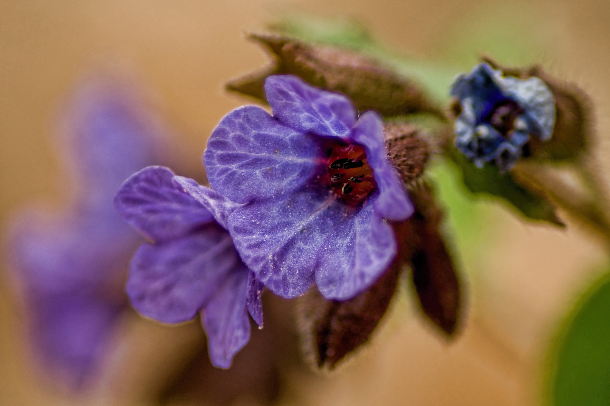 70.00 - 300.00 mm f/4.0 - 5.6 sample photo. Flower photography