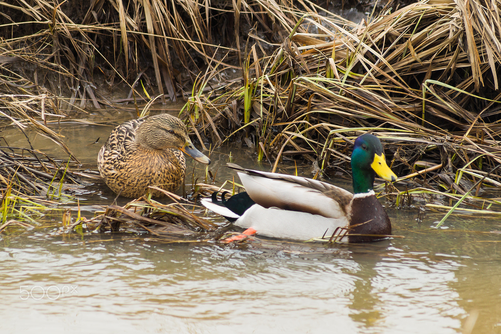 Minolta AF 100-400mm F4.5-6.7 APO sample photo. Mallard swimming, photography