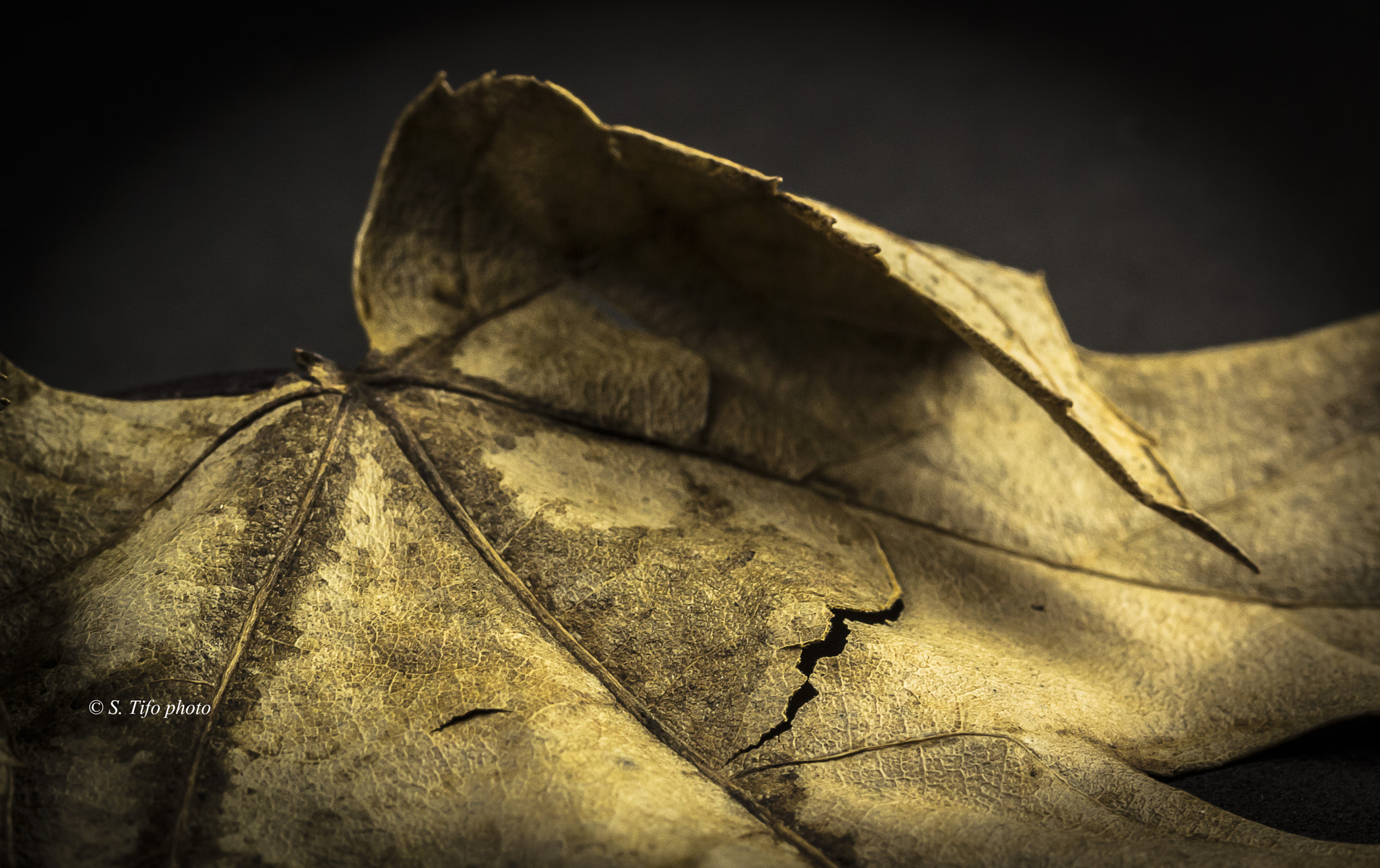 Canon EF-S 60mm F2.8 Macro USM sample photo. Craquée ... 2 ... photography
