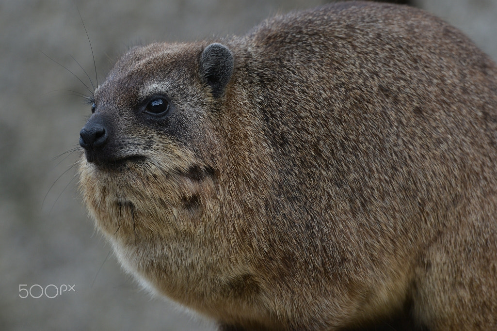 Nikon AF-S Nikkor 400mm F2.8G ED VR II sample photo. Klippschliefer (procavia capensis) photography