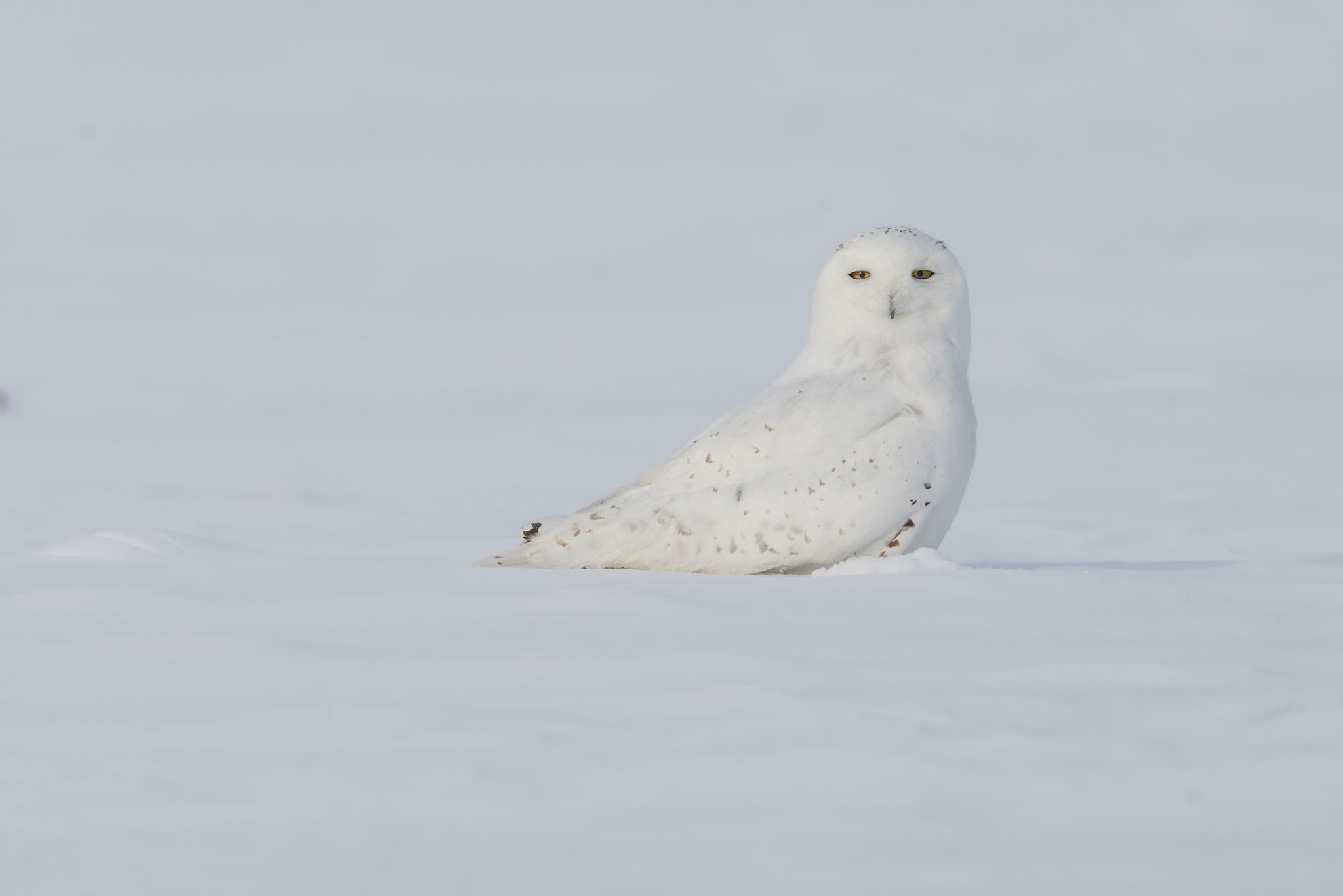 Canon EF 500mm F4L IS USM sample photo. Snowy owl photography