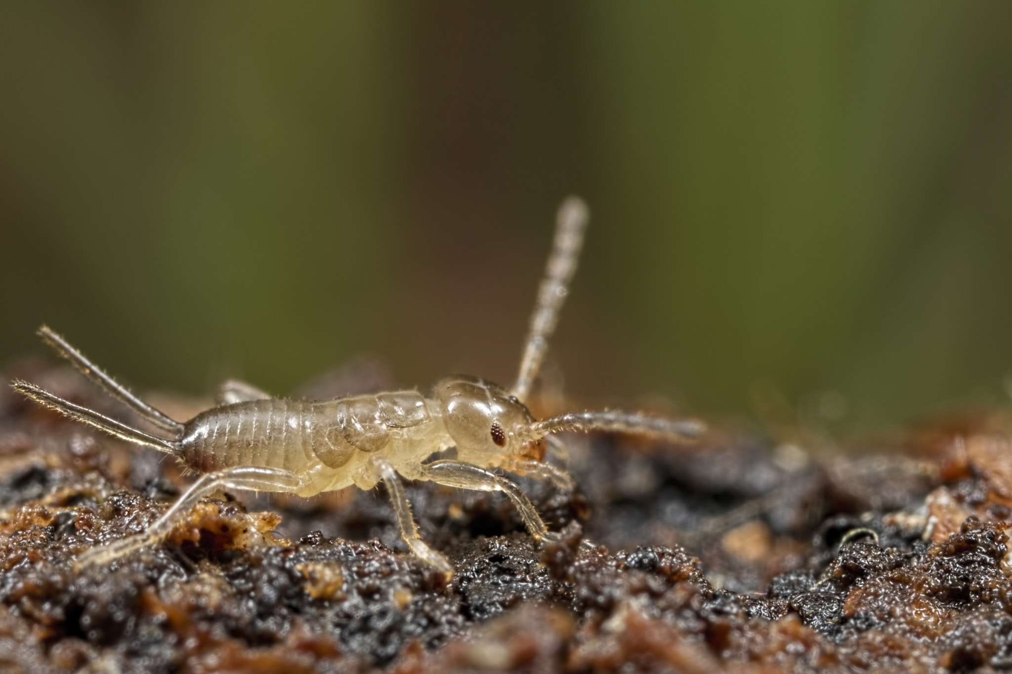 Canon MP-E 65mm F2.5 1-5x Macro Photo sample photo. What am i ? photography