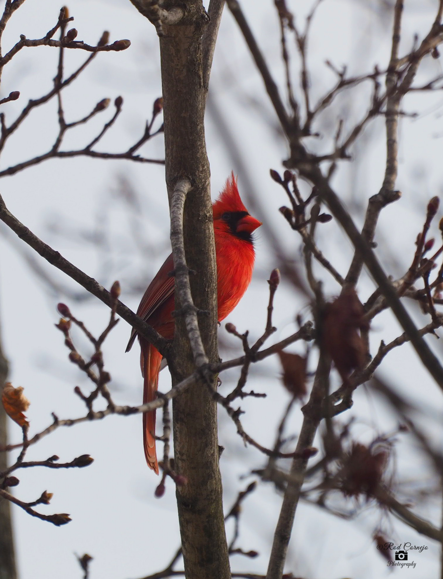 Olympus Zuiko Digital ED 70-300mm F4.0-5.6 sample photo. Cardinal... photography