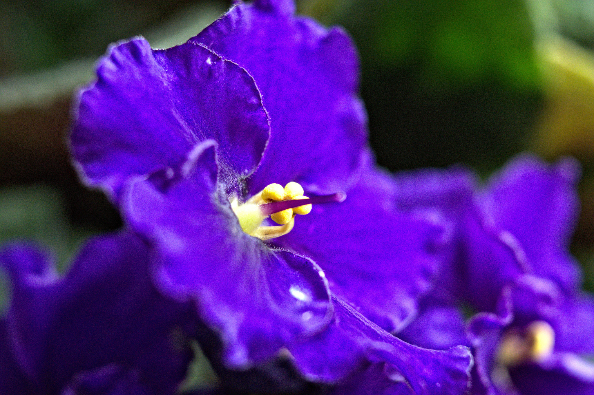 Nikon D7100 + Manual Lens No CPU sample photo. Violet photography