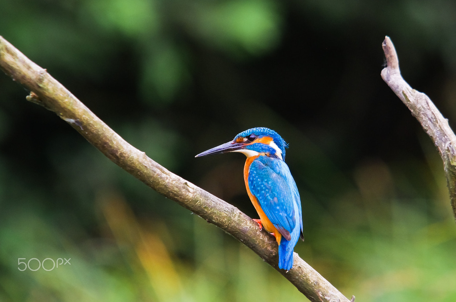 Sigma EX APO 100-300mm F4 IF sample photo. Ritratto di martino photography