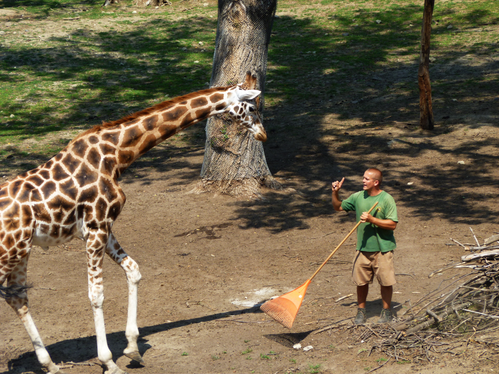 Panasonic DMC-FS30 sample photo. Giraffe photography