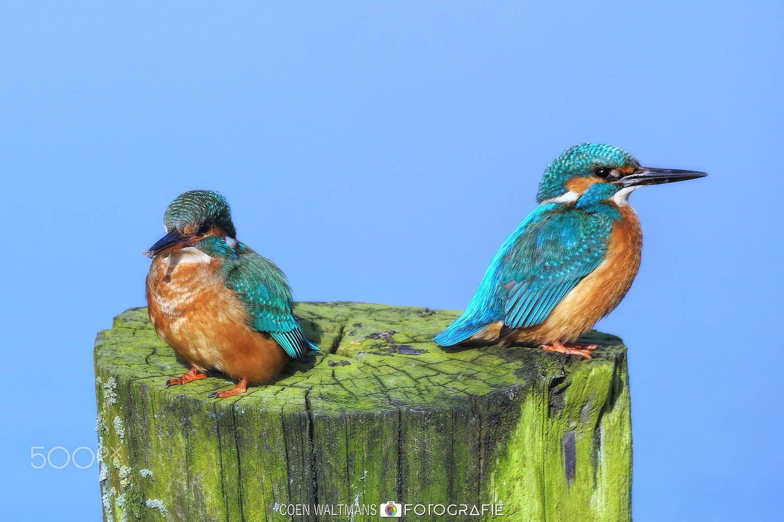 Samsung NX500 + NX 50-200mm F4-5.6 sample photo. Common kingfishers photography