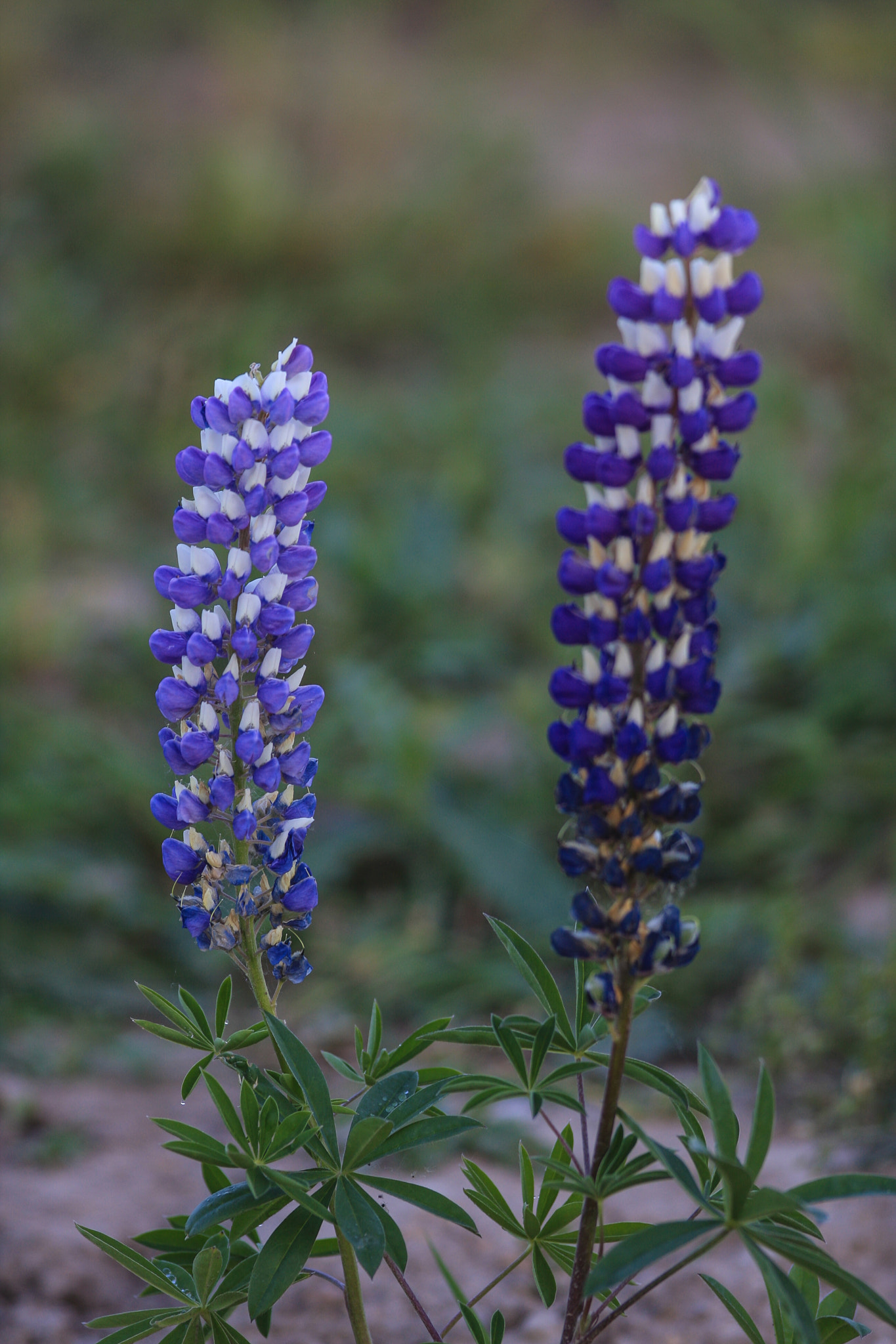 Canon EOS 40D + Canon EF 300mm F2.8L IS USM sample photo. Garden flowers photography