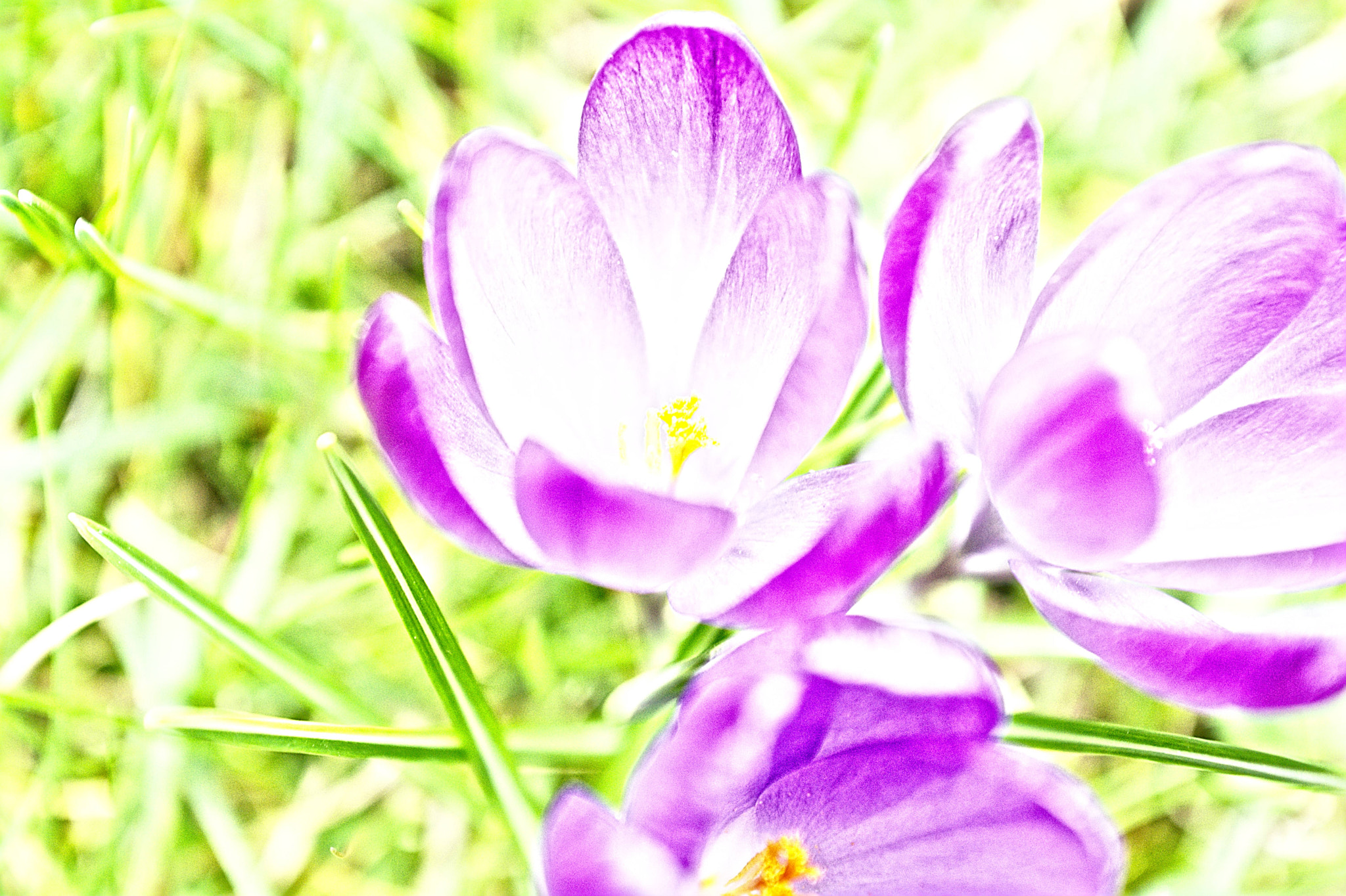 Manual Lens No CPU sample photo. Crocus photography