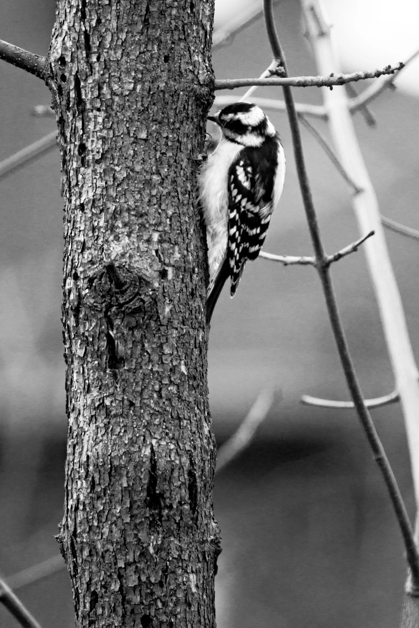 Sony a6000 + Canon EF 100-400mm F4.5-5.6L IS USM sample photo. Woodpecker photography