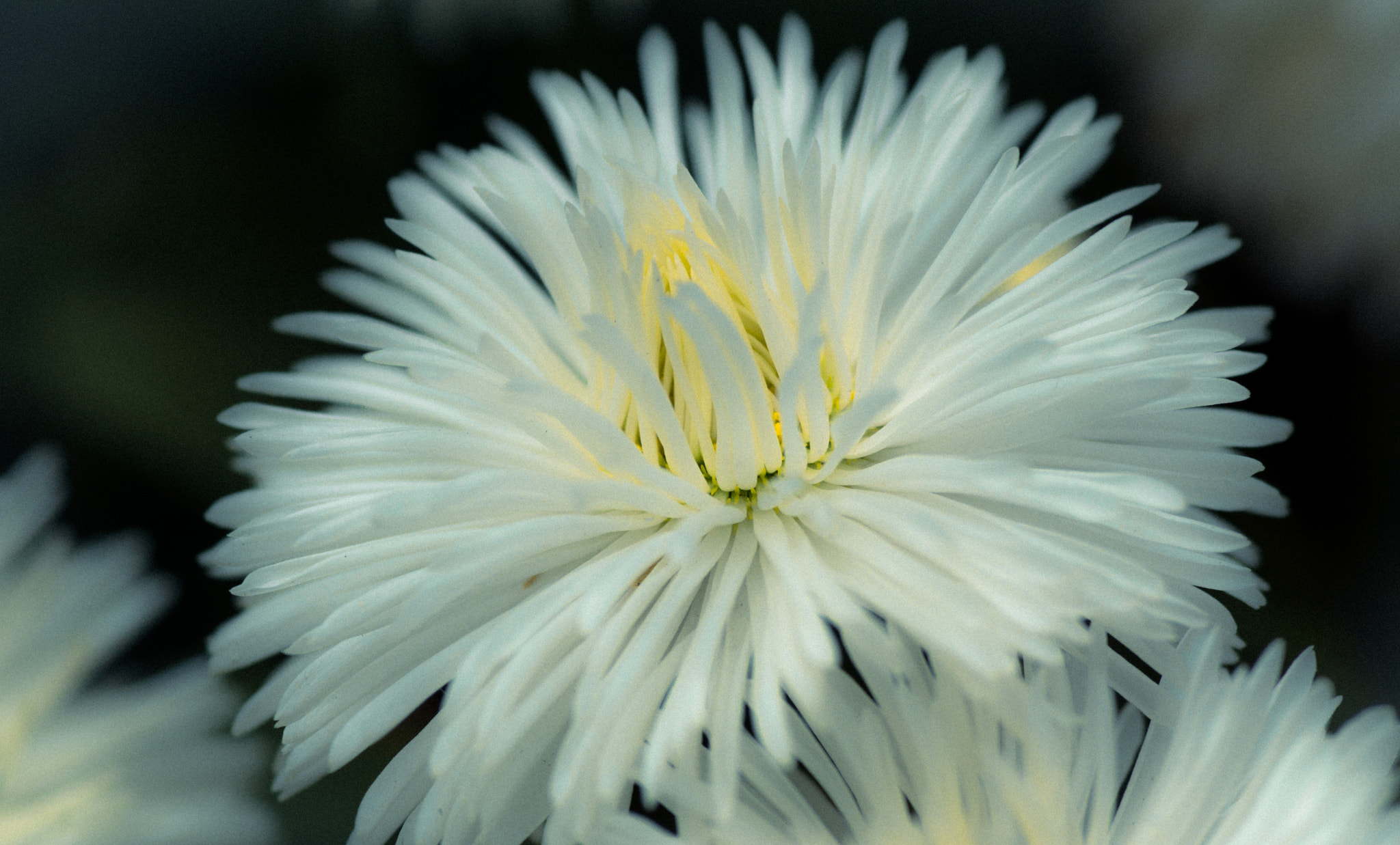 Sony SLT-A77 + Minolta AF 100mm F2.8 Macro [New] sample photo. White photography