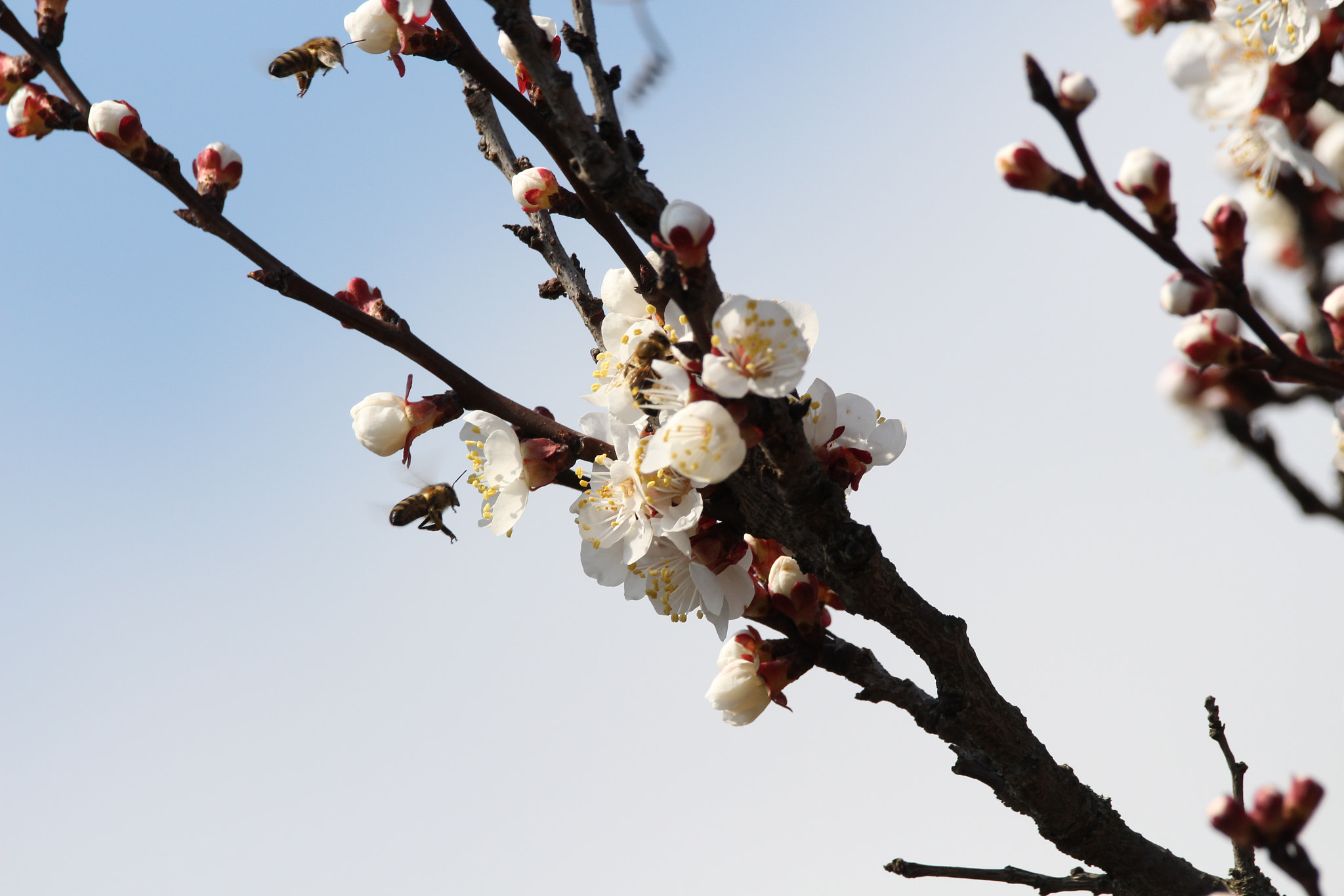 Sigma 150-600mm F5-6.3 DG OS HSM | C sample photo. Spring is coming photography