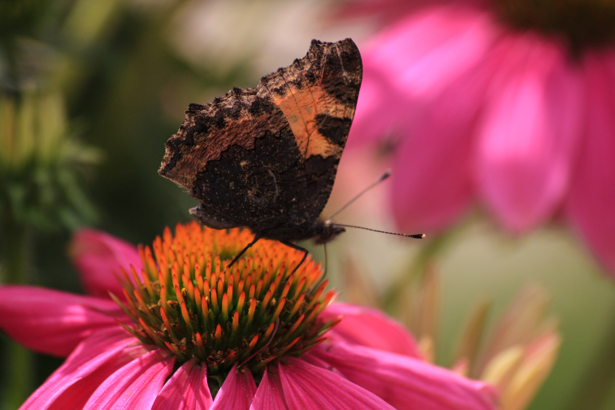 Sigma 70-300mm F4-5.6 APO DG Macro sample photo. Nectar sucker photography