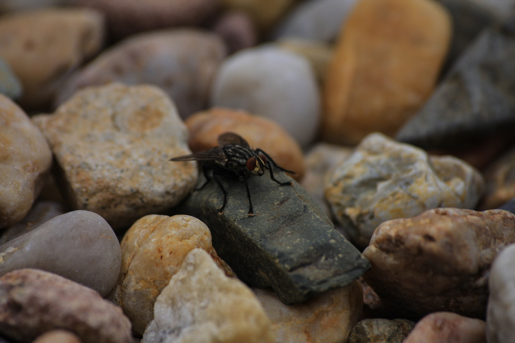 Sigma 70-300mm F4-5.6 APO DG Macro sample photo. Hello fly photography