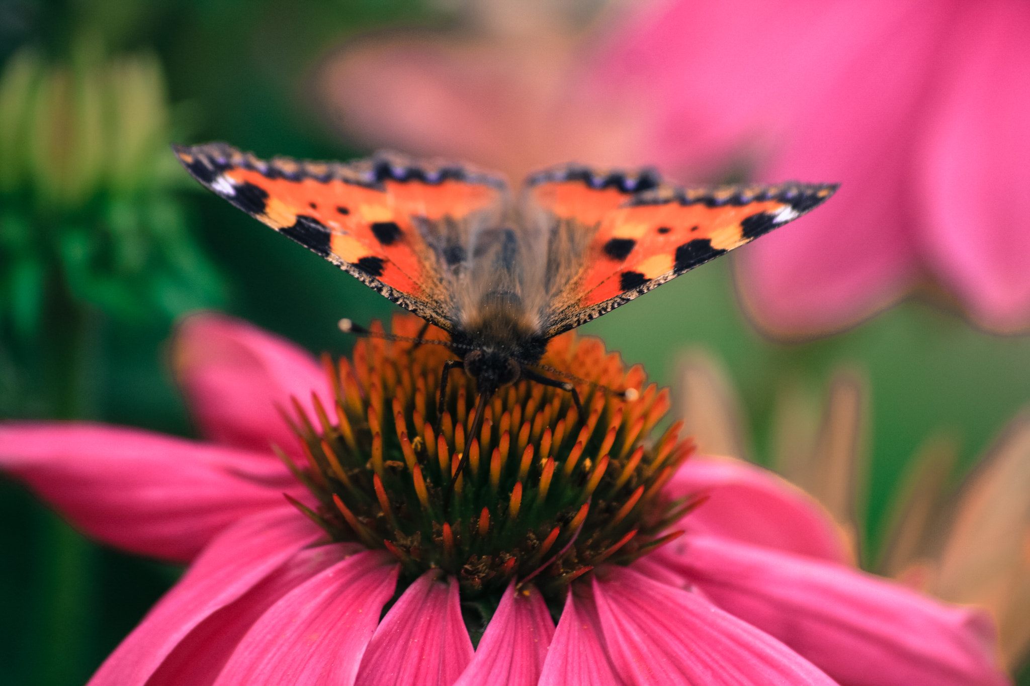 Sigma 70-300mm F4-5.6 APO DG Macro sample photo. Butterfly photography