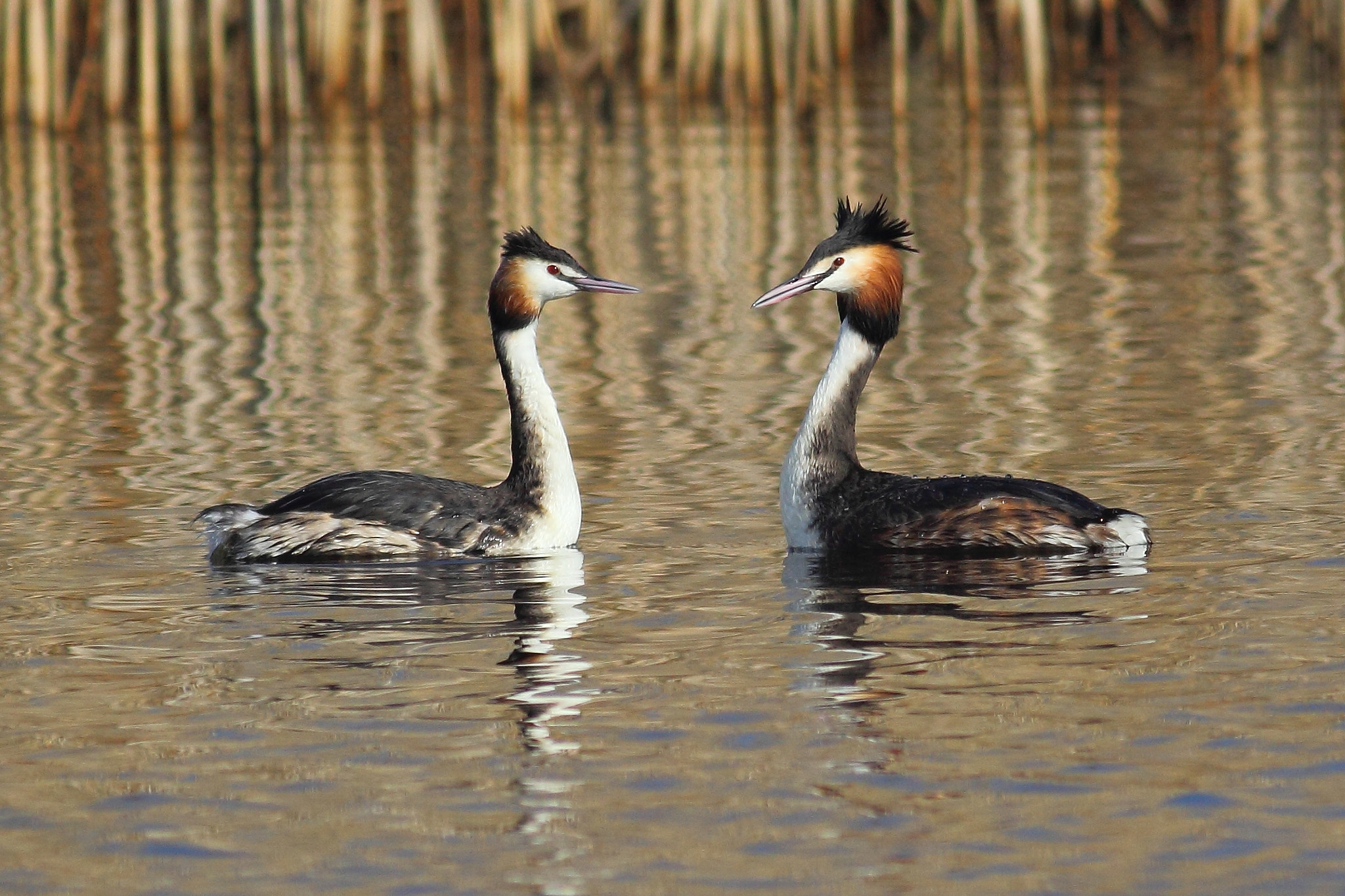 Canon EOS 60D + Canon EF 400mm F5.6L USM sample photo. Great crested grebe photography
