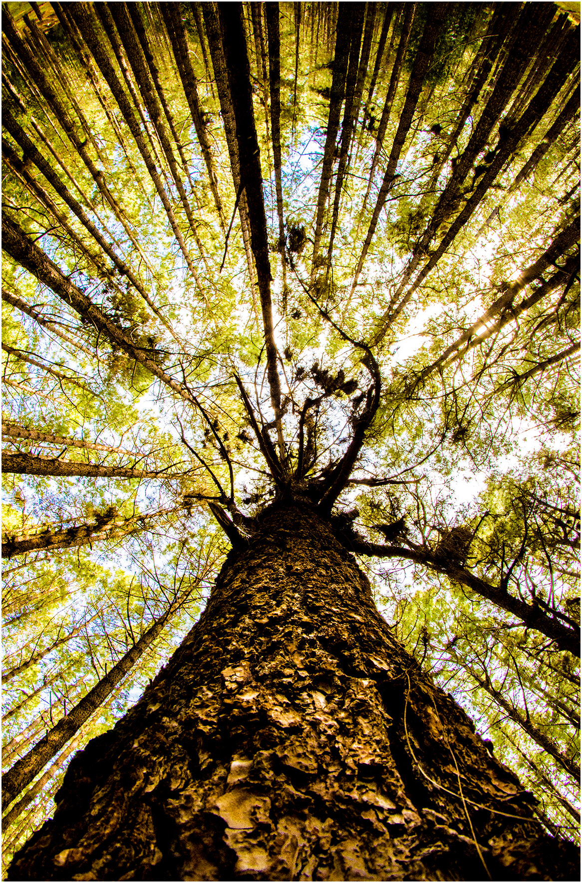 Nikon D7200 + Samyang 8mm F3.5 Aspherical IF MC Fisheye sample photo. Monte ii photography