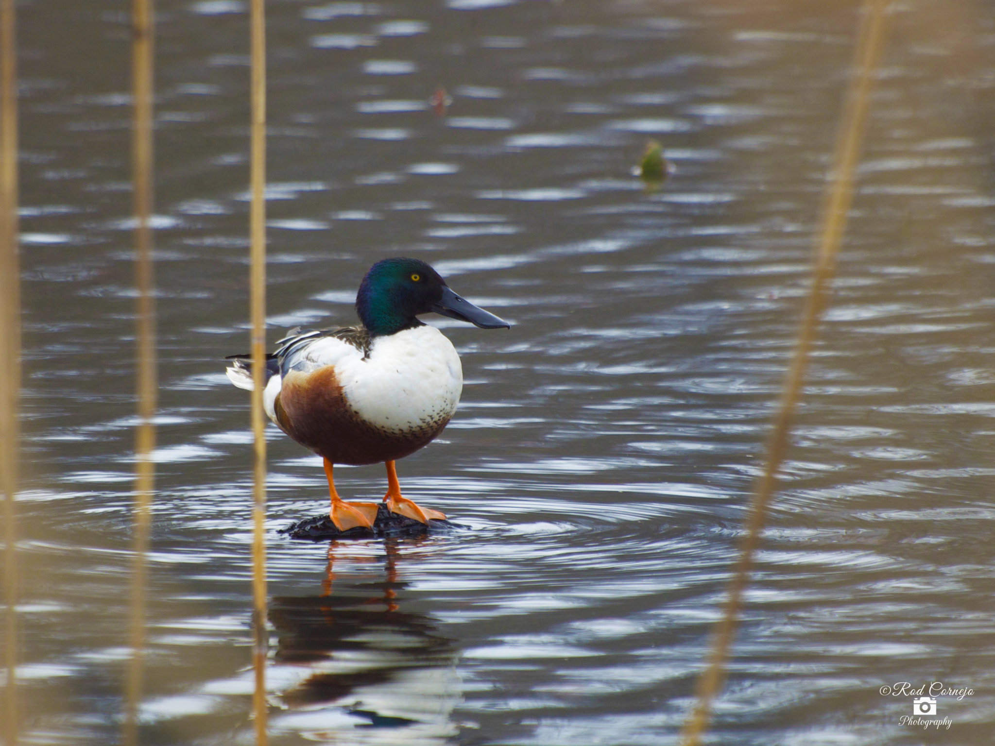 Olympus Zuiko Digital ED 70-300mm F4.0-5.6 sample photo. Wild duck... photography