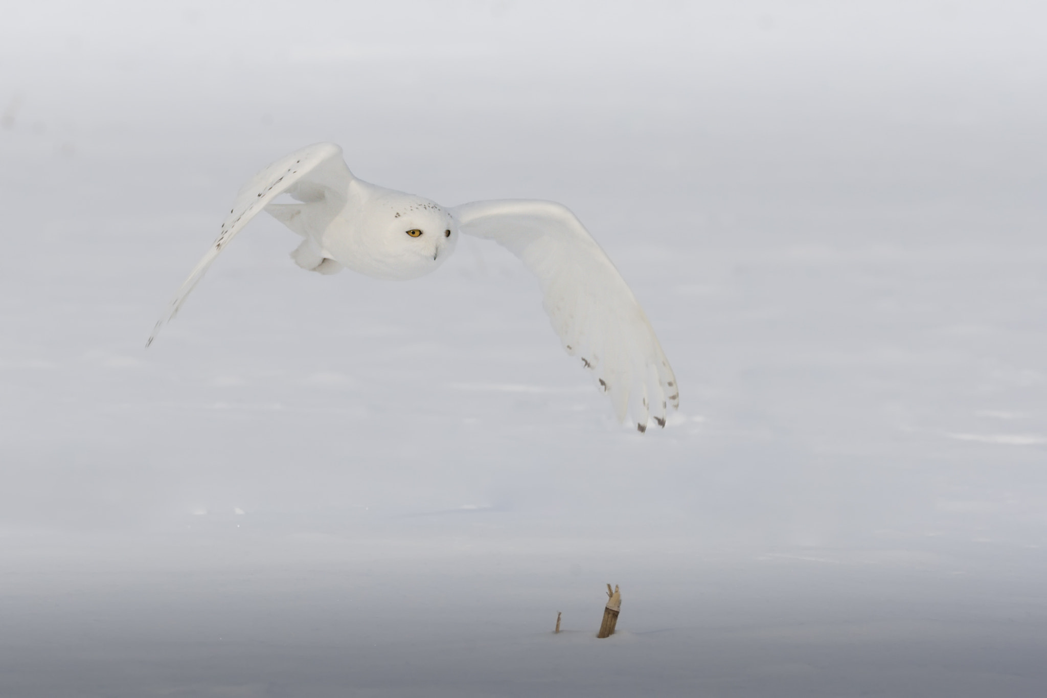 Canon EF 100-400mm F4.5-5.6L IS II USM sample photo. Snowy owl photography