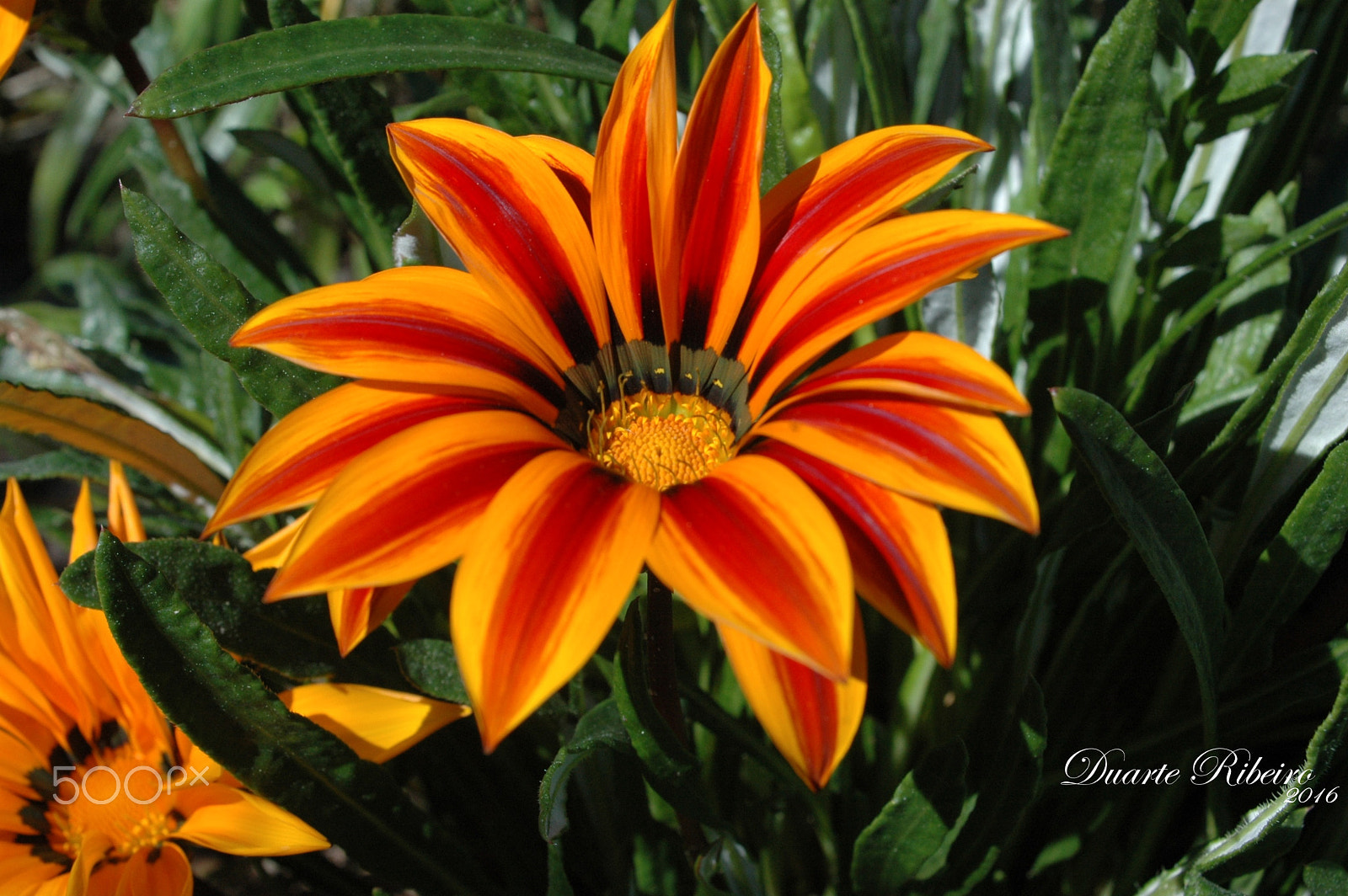 AF Zoom-Nikkor 35-135mm f/3.5-4.5 N sample photo. Flower photography