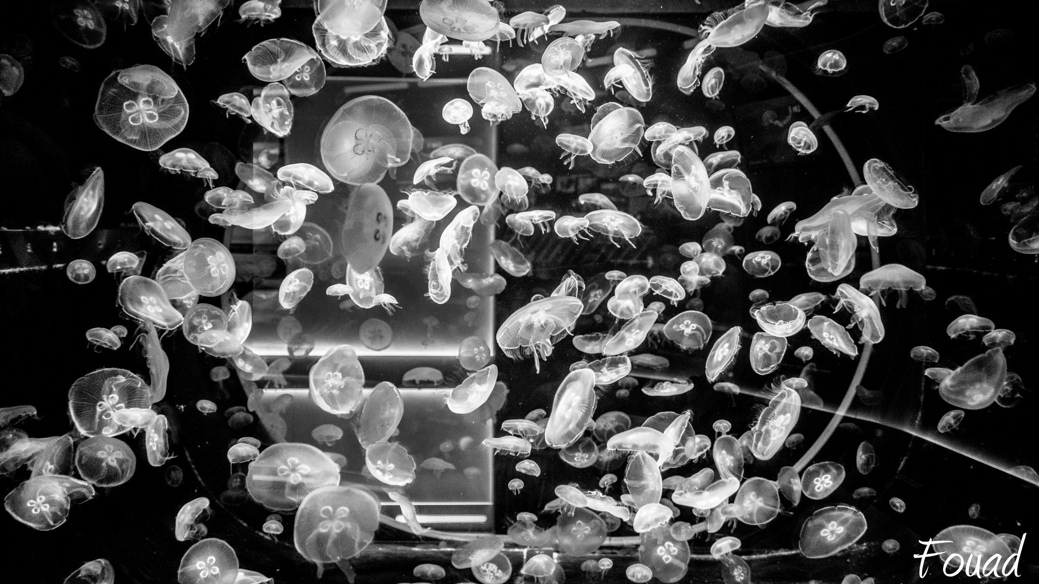Sony SLT-A77 + Sigma 18-35mm F1.8 DC HSM Art sample photo. Jellyfish in bw, montpellier, france, 2016 photography