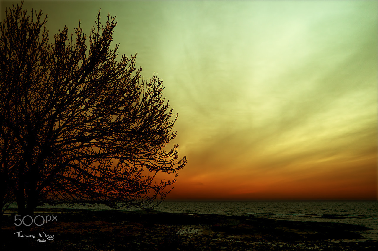 Samsung NX1 + Samsung NX 16-50mm F3.5-5.6 Power Zoom ED OIS sample photo. Lonely tree photography