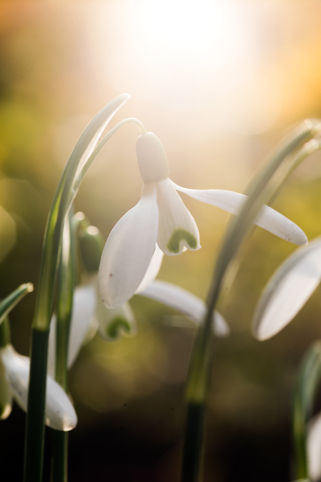 ZEISS Makro-Planar T* 100mm F2 sample photo. Snowdrops photography