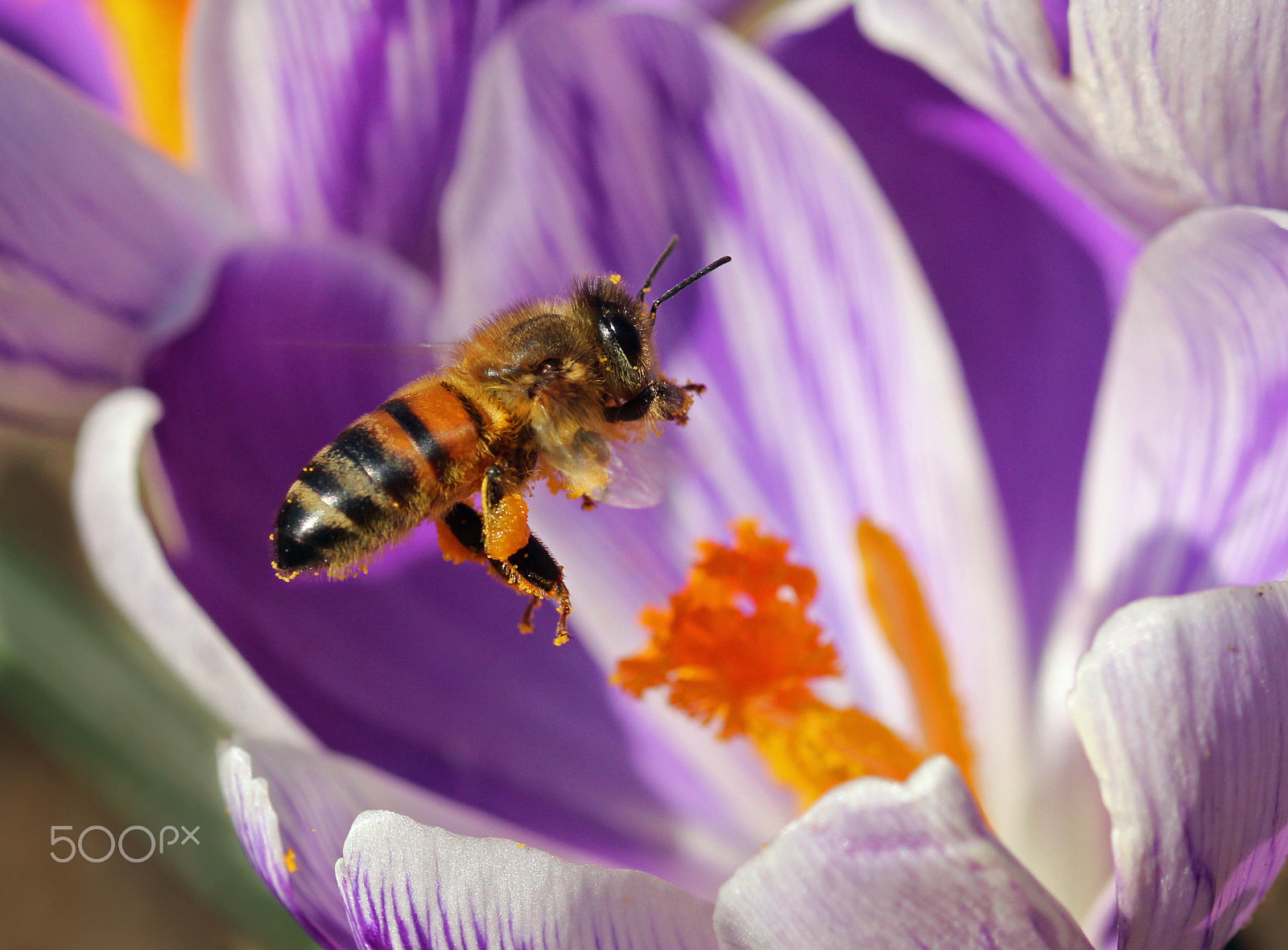 Sigma 105mm F2.8 EX DG OS HSM sample photo. Honey bee photography