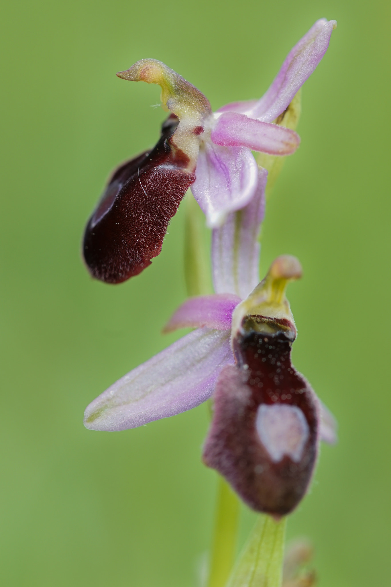 100mm F2.8 OSS sample photo. Orchid photography