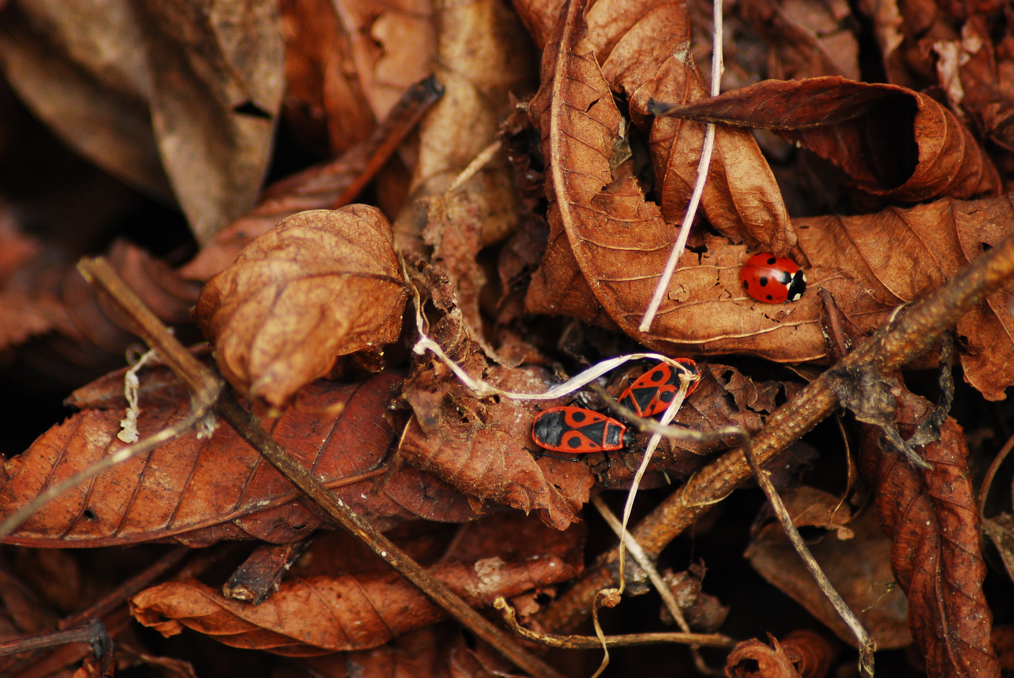 Nikon AF Nikkor 70-300mm F4-5.6G sample photo. Beetle photography
