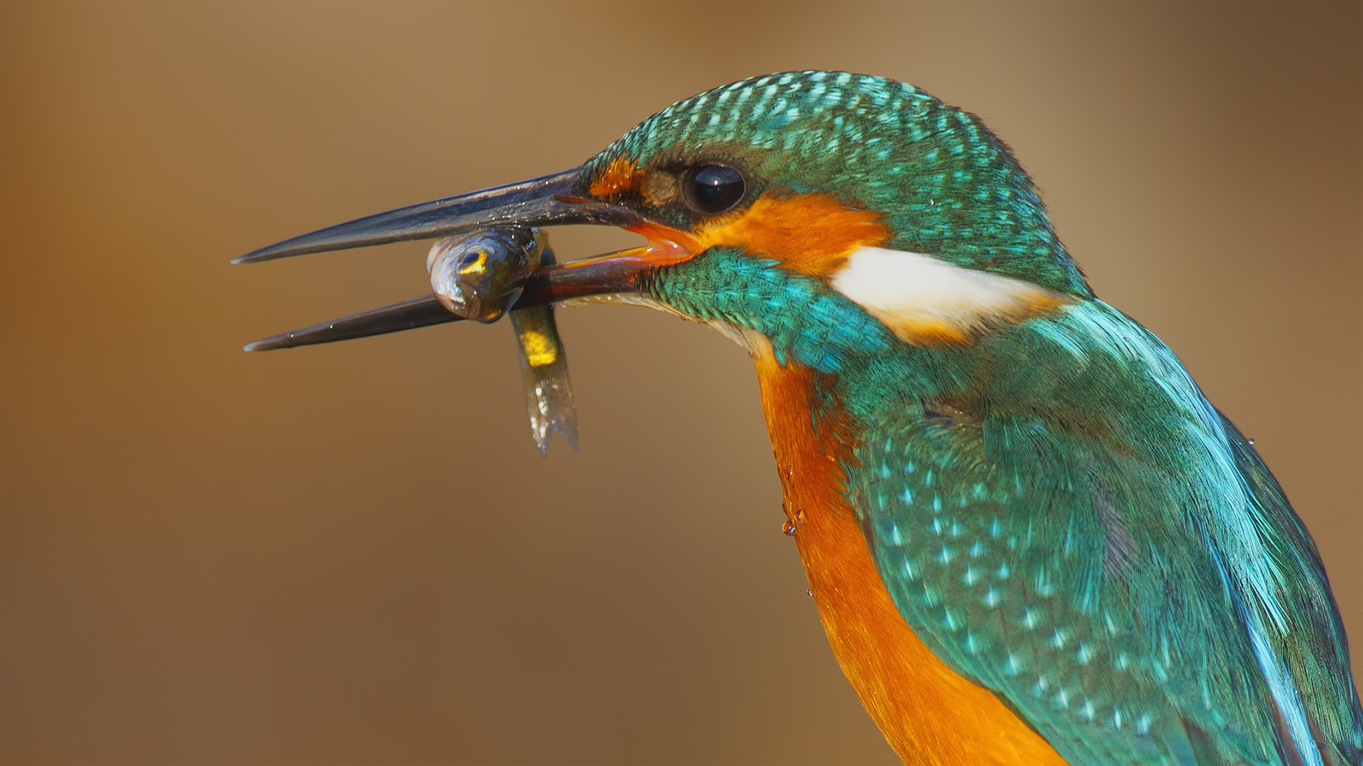 Canon EF 500mm F4L IS USM sample photo. Fisherman photography