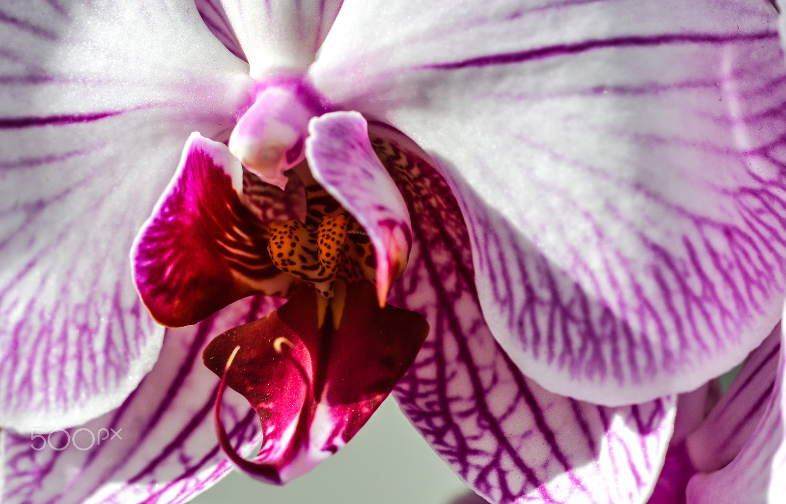 Nikon D7000 + Sigma 50mm F2.8 EX DG Macro sample photo. Wild flower - i love u every hour photography