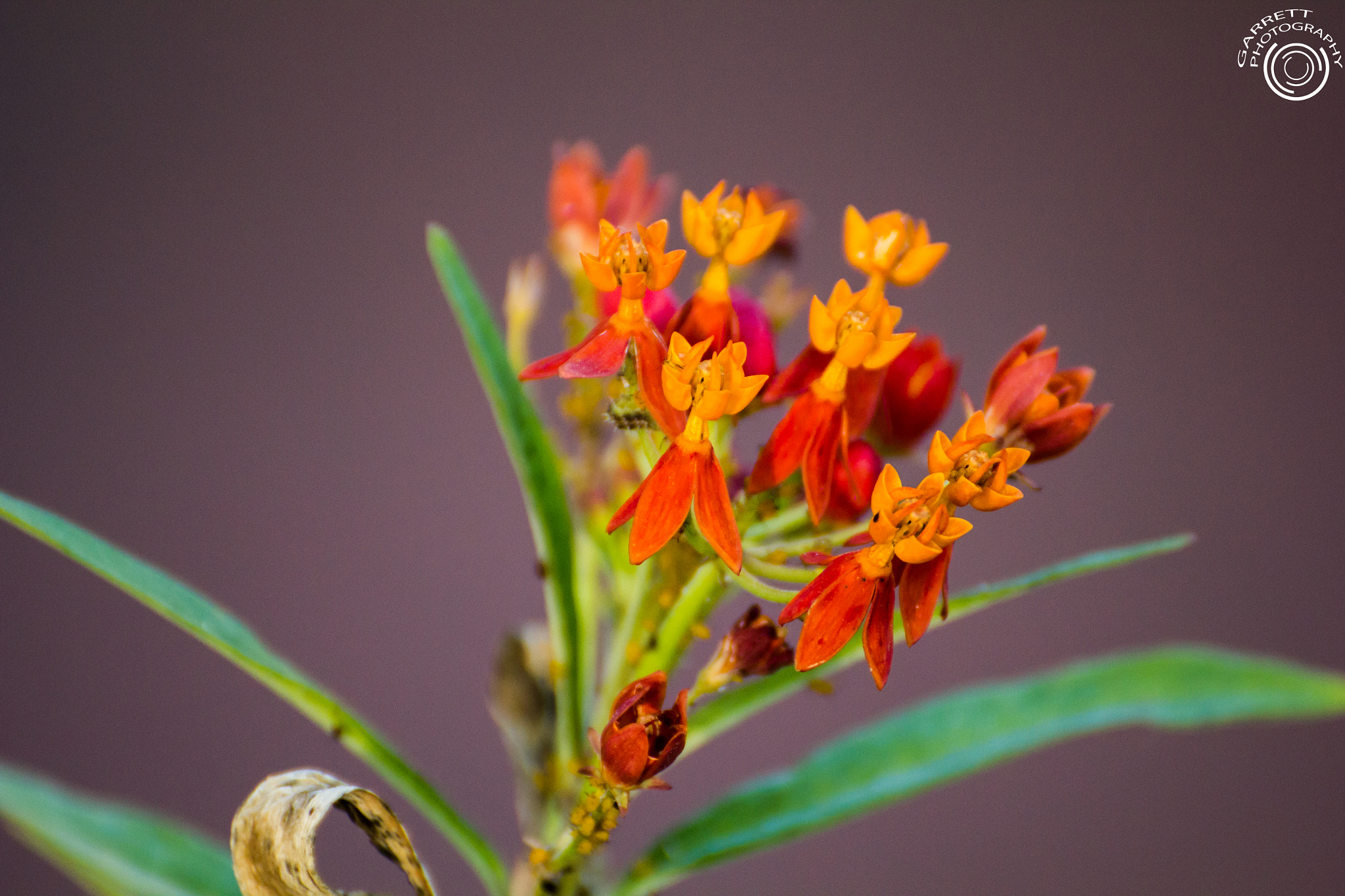 Tamron SP 35mm F1.8 Di VC USD sample photo. Fire photography