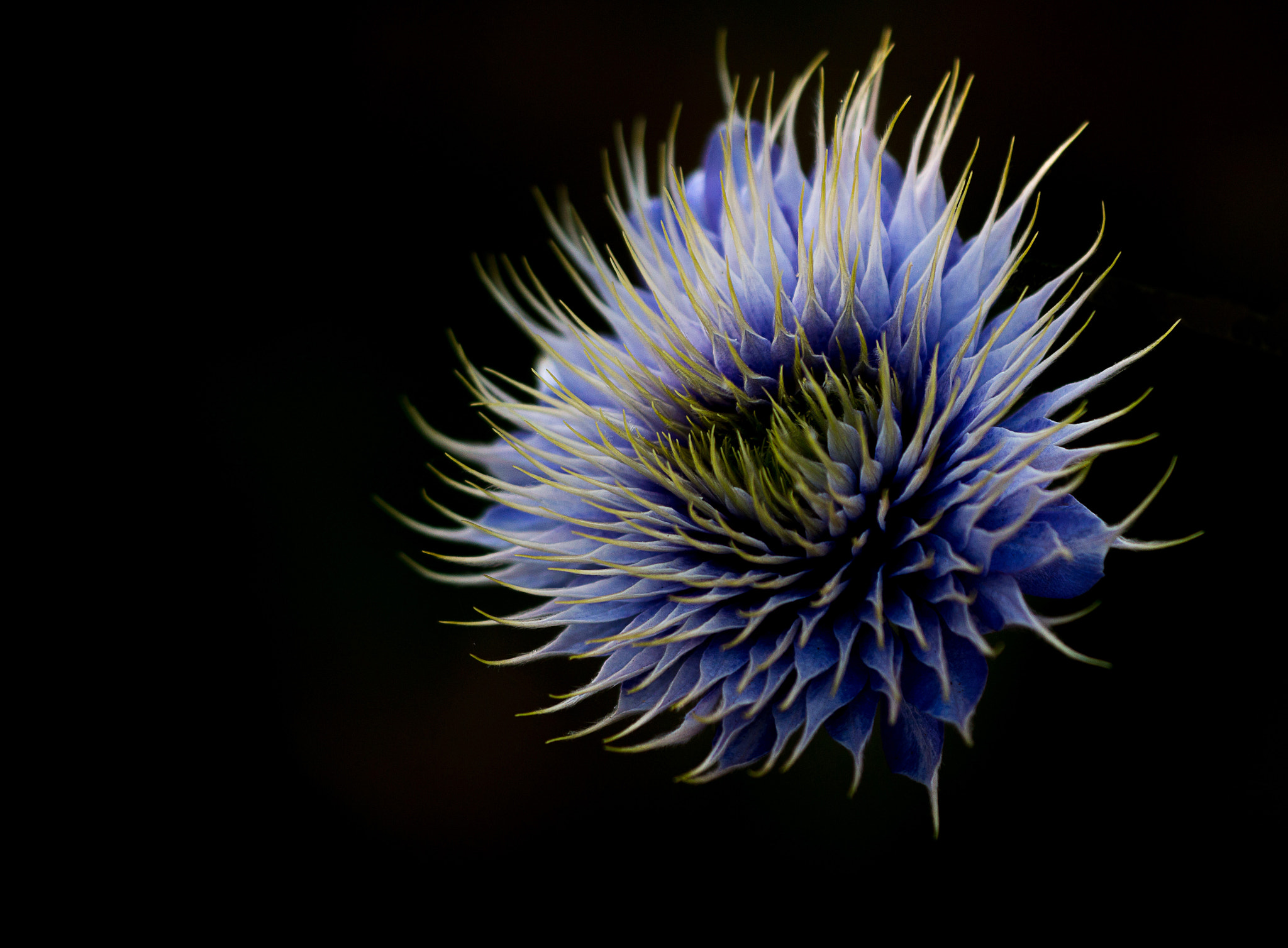 Sigma APO Macro 150mm f/2.8 EX DG HSM sample photo. Clematis photography