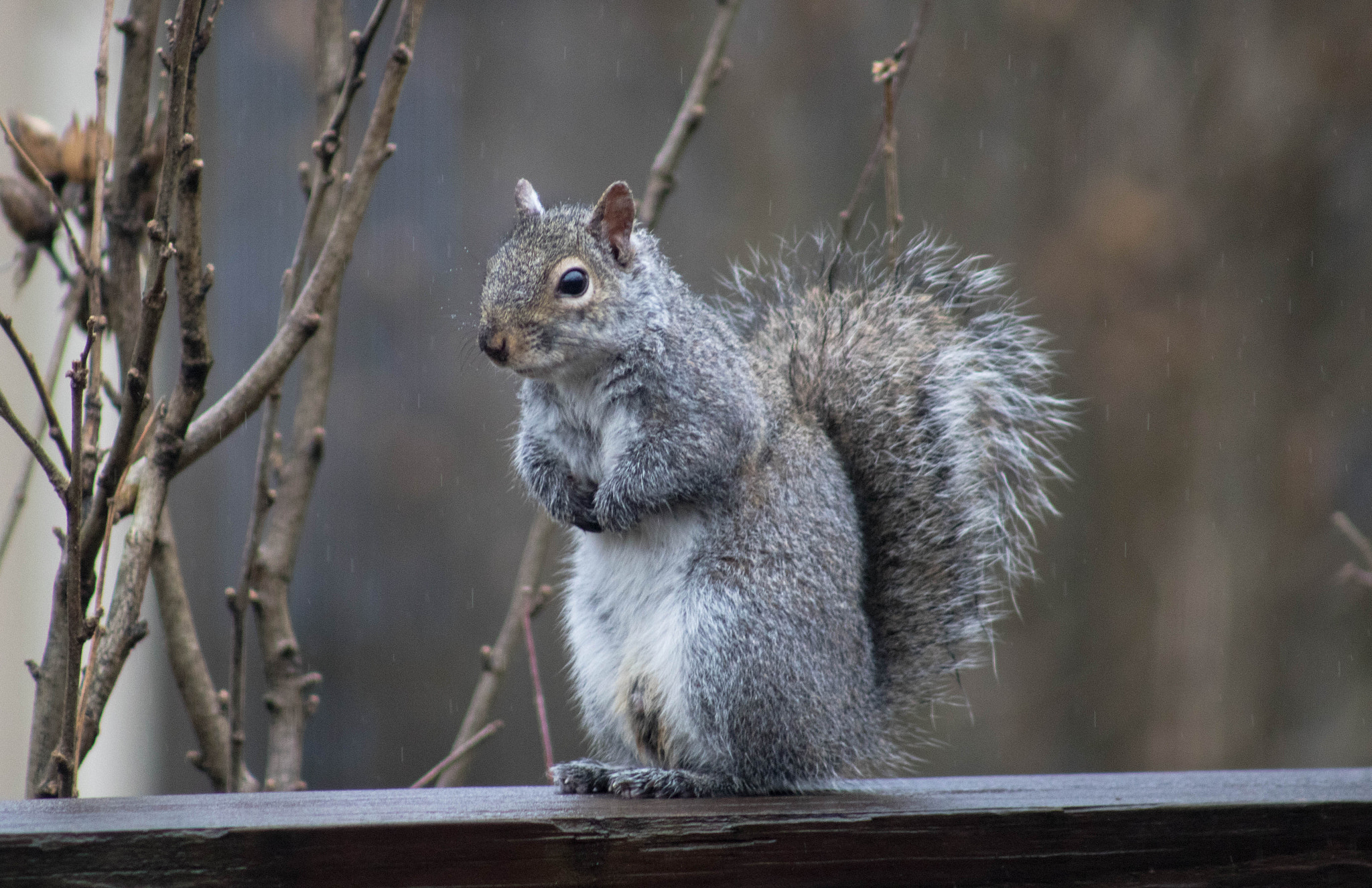 Canon EOS 760D (EOS Rebel T6s / EOS 8000D) + EF75-300mm f/4-5.6 sample photo. "it is raining, may i come in?" photography