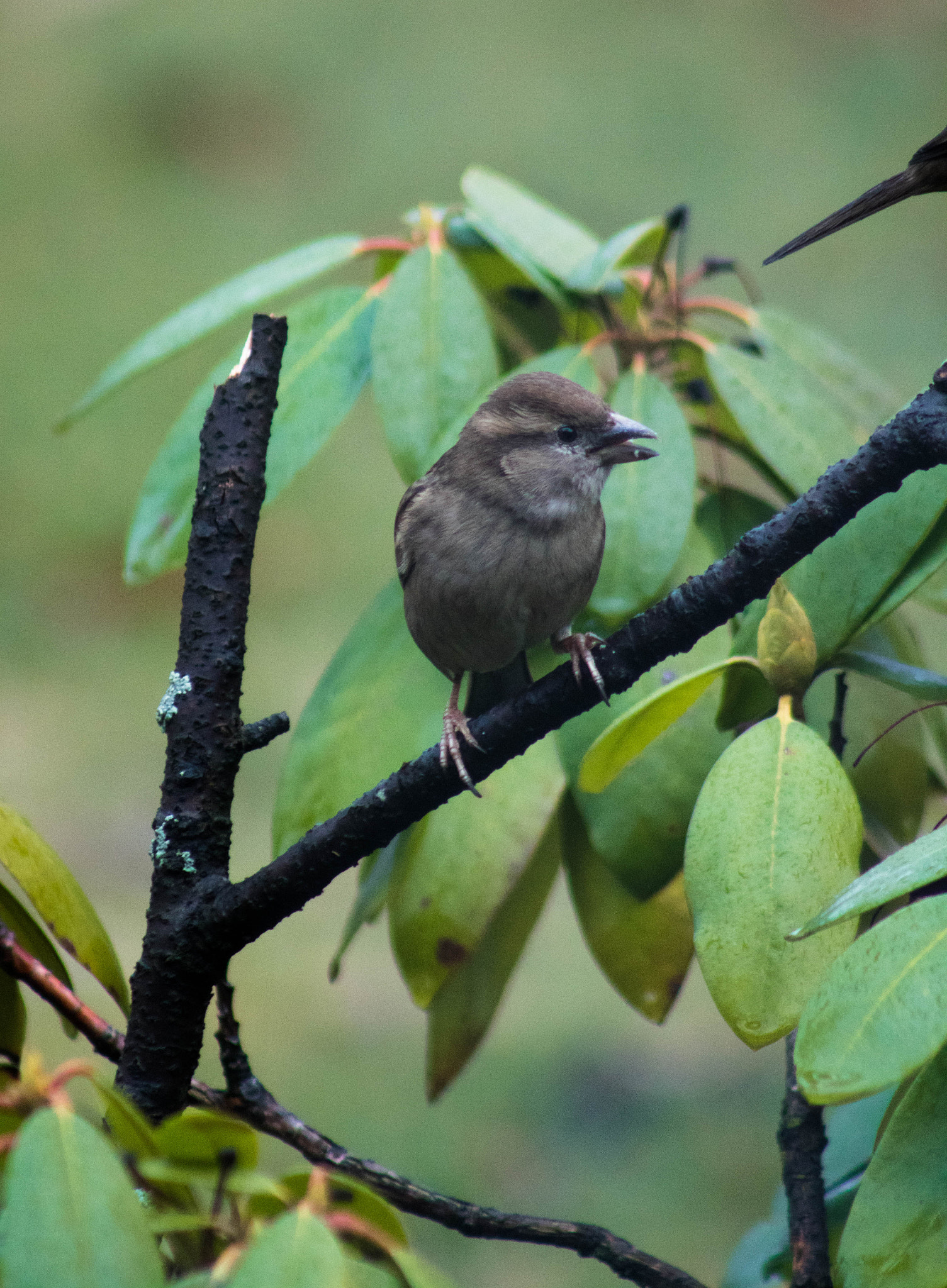 Canon EOS 760D (EOS Rebel T6s / EOS 8000D) + EF75-300mm f/4-5.6 sample photo. Green photography