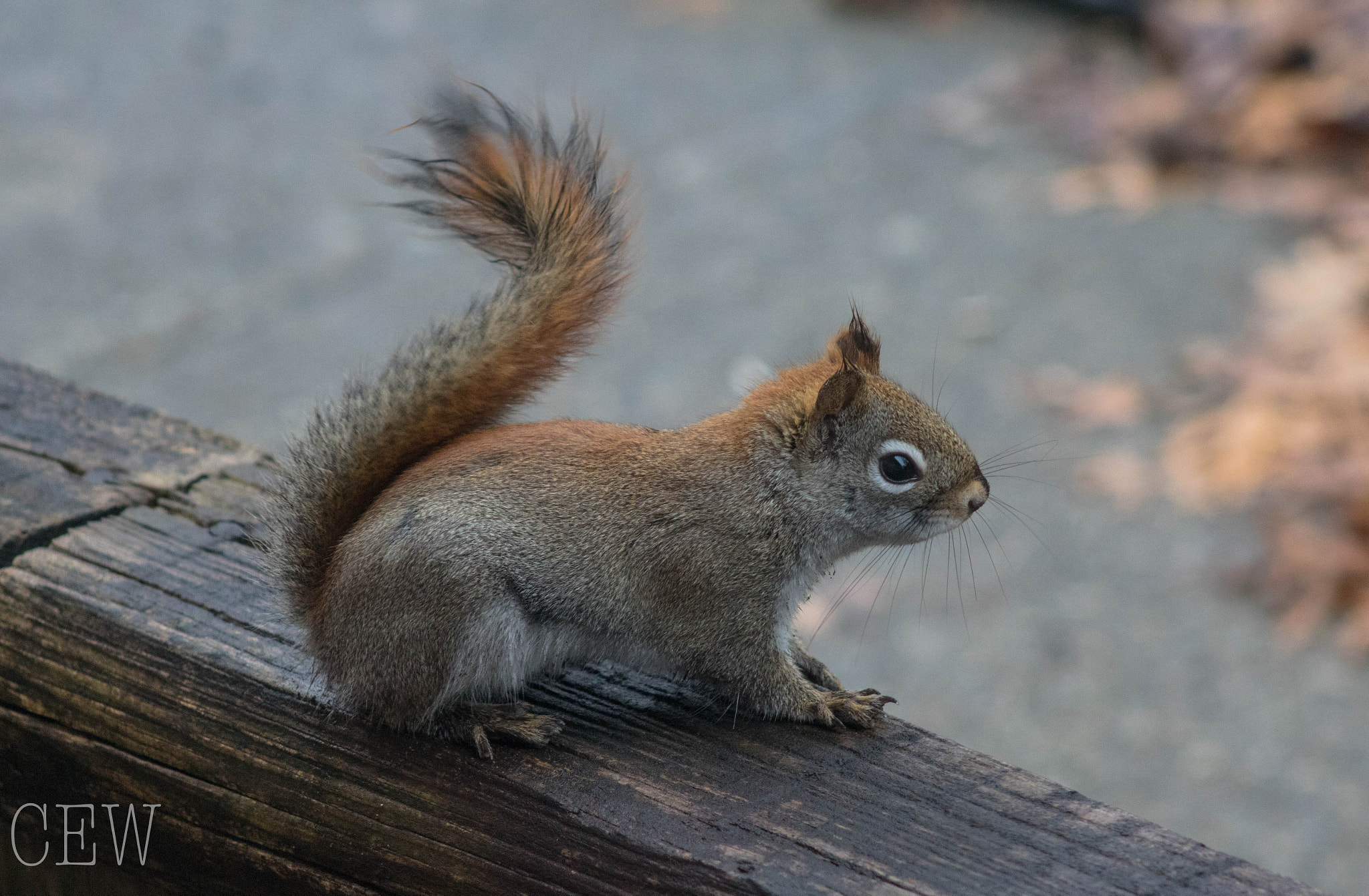 Canon EOS 760D (EOS Rebel T6s / EOS 8000D) + EF75-300mm f/4-5.6 sample photo. Red squirrel photography