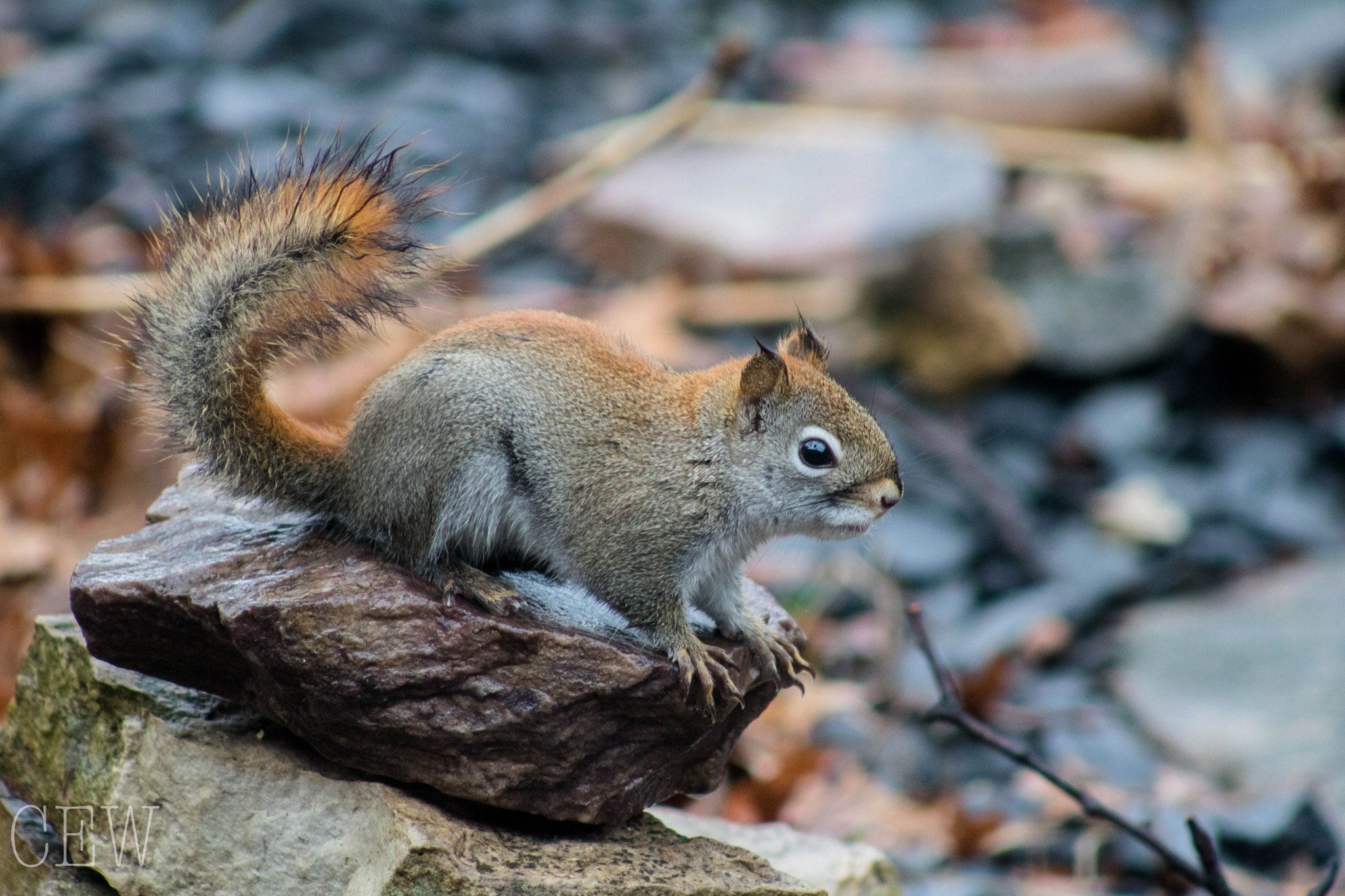 Canon EOS 760D (EOS Rebel T6s / EOS 8000D) + EF75-300mm f/4-5.6 sample photo. Ruler of the yard photography