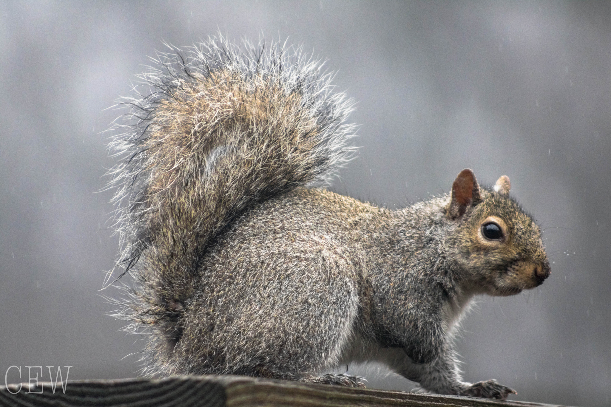 Canon EOS 760D (EOS Rebel T6s / EOS 8000D) + EF75-300mm f/4-5.6 sample photo. Gray squirrel photography