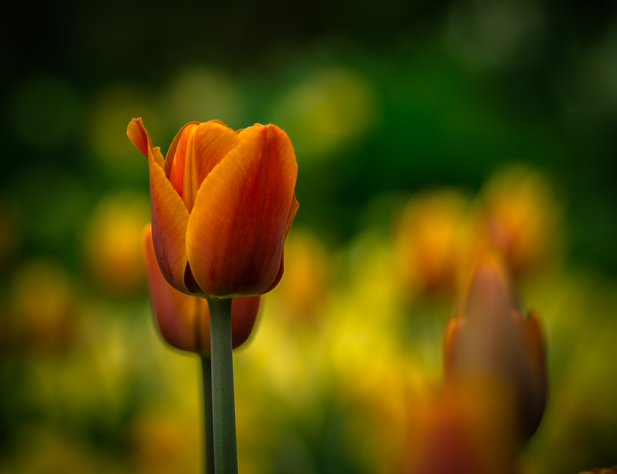 Sony SLT-A77 + Minolta AF 100mm F2.8 Macro [New] sample photo. Tulips photography