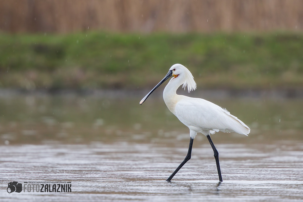 Canon EF 500mm F4L IS II USM sample photo. With elegance photography