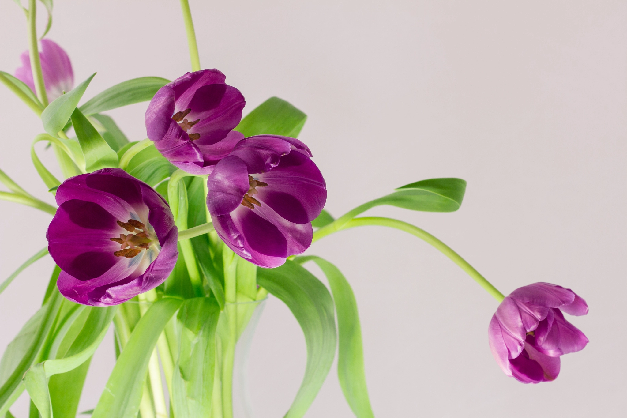 Canon EF 100mm F2.8 Macro USM sample photo. Bouquet printanier photography