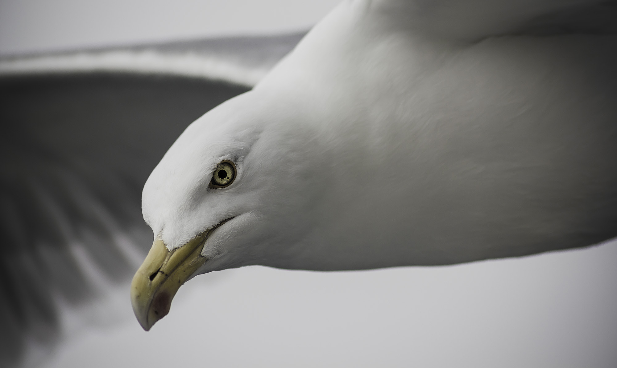 Sigma 70-300mm F4-5.6 APO DG Macro sample photo. Close enough photography
