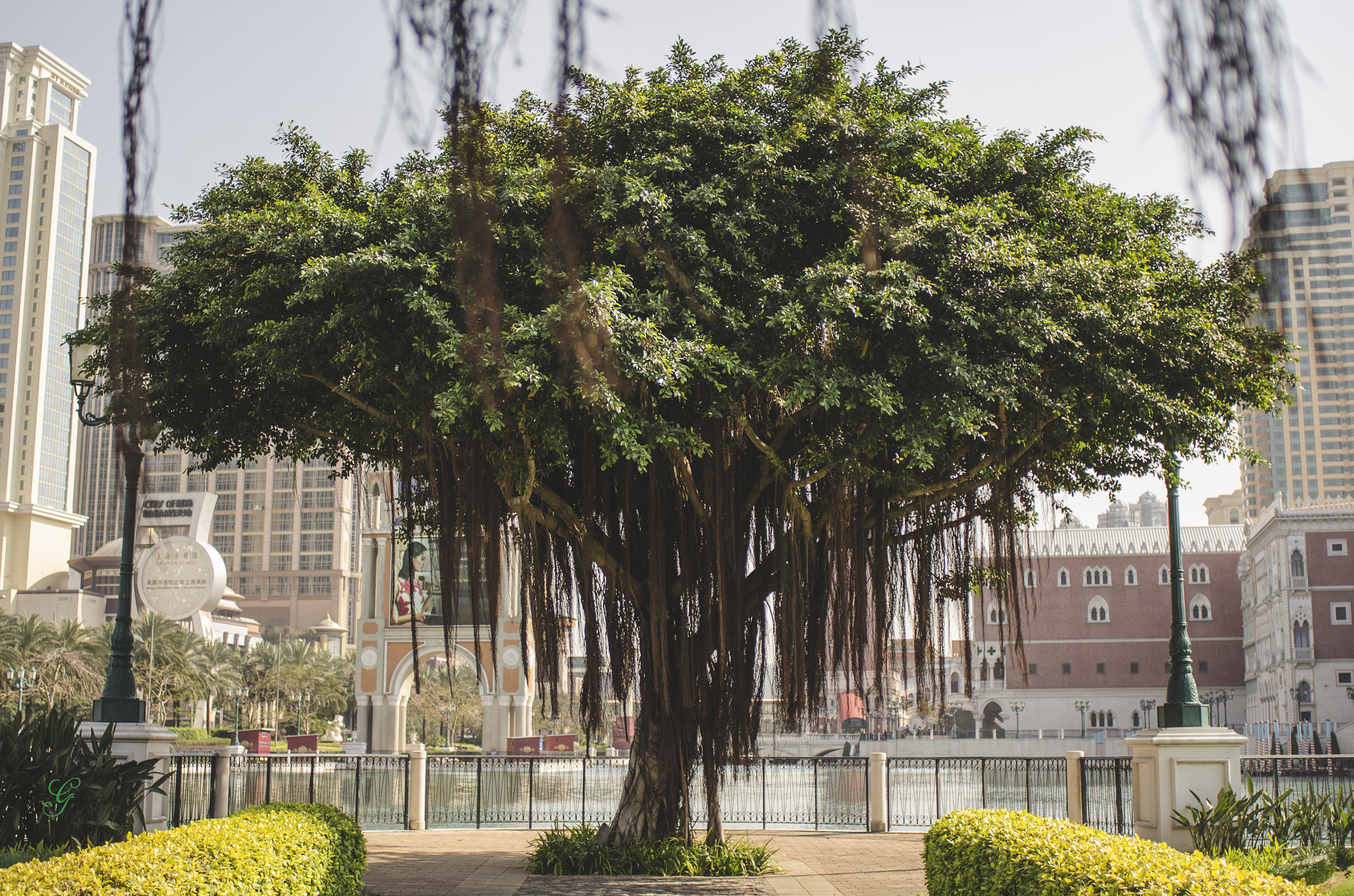 Nikon D7000 + Nikon AF Nikkor 28mm F2.8D sample photo. Tree of life photography