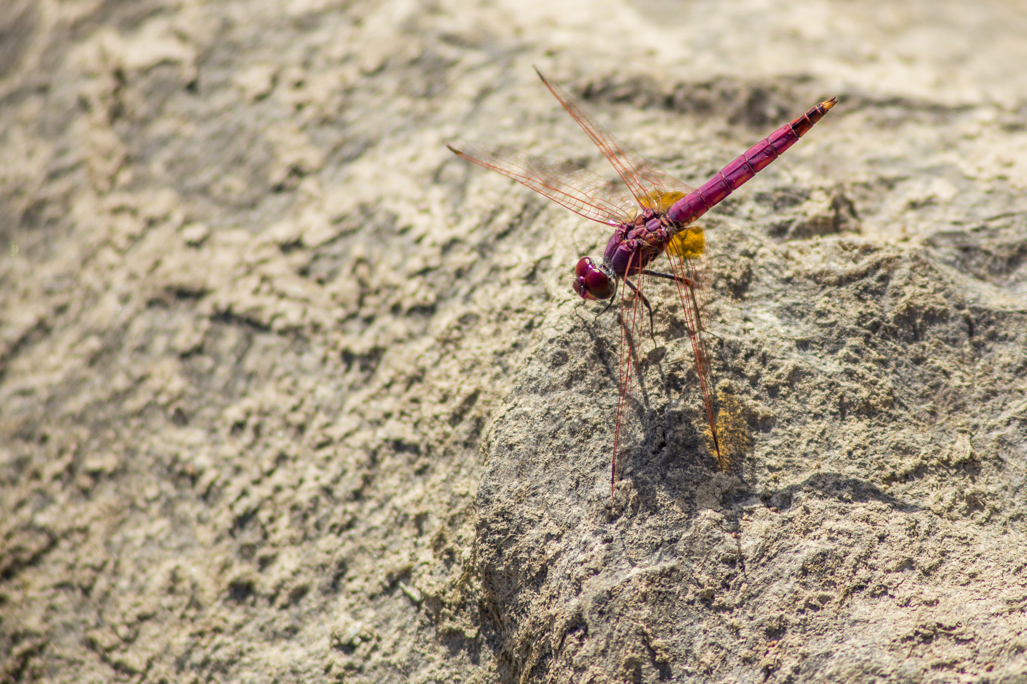 Canon EF 75-300mm F4.0-5.6 IS USM sample photo. Pink damselfly photography
