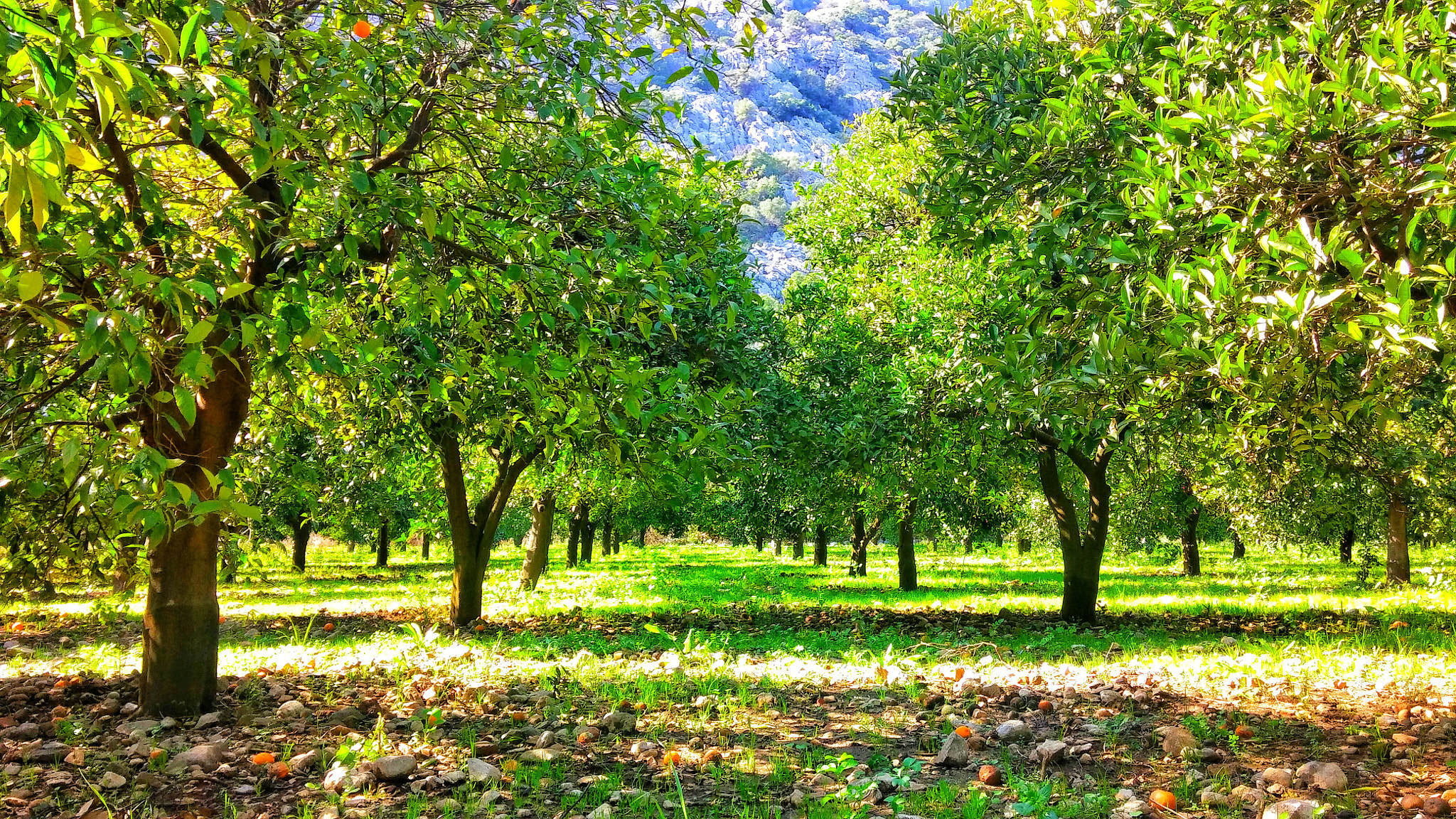 LG D80 sample photo. Antalya#olympos / orange trees photography