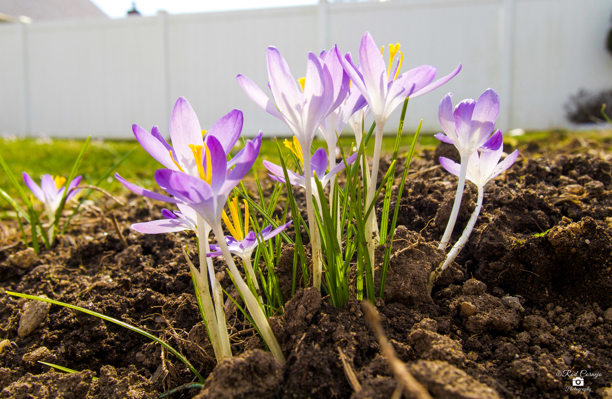 Olympus M.Zuiko Digital 14-42mm F3.5-5.6 II R sample photo. Spring is here... photography