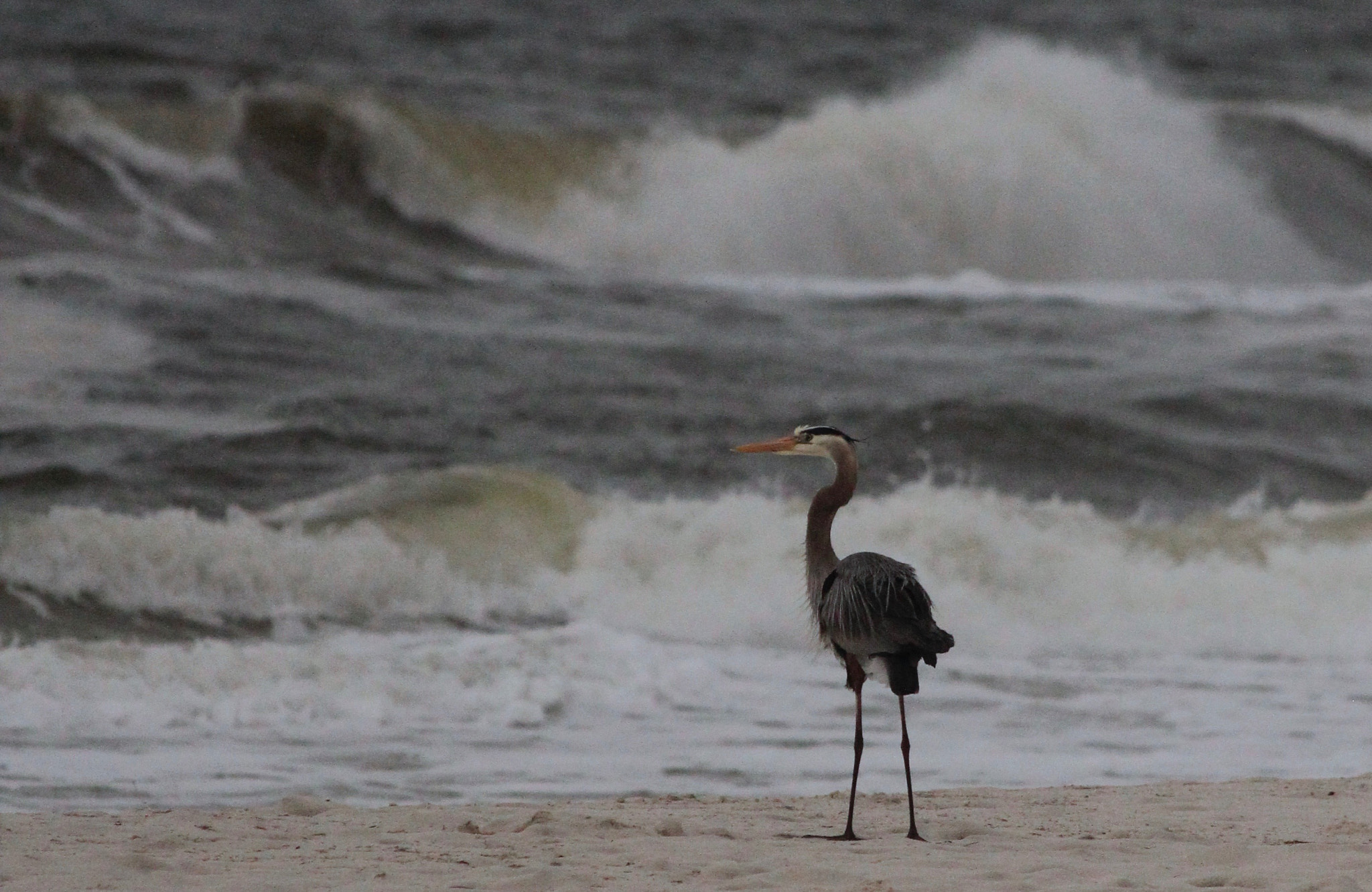 Canon EF 70-300mm F4-5.6 IS USM sample photo. Heron by the sea photography