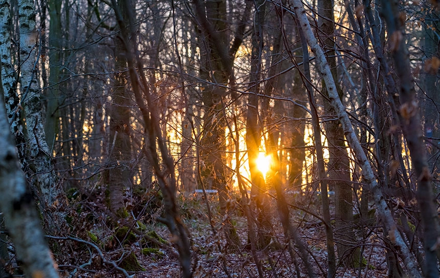 Fujifilm X-E2 + Fujifilm XF 90mm F2 R LM WR sample photo. Winterwald photography