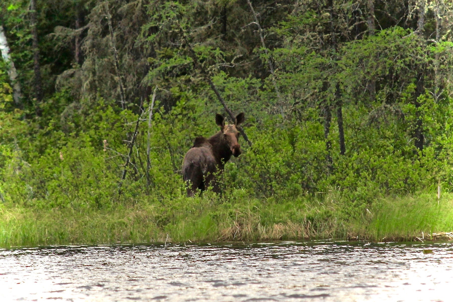 Canon EF 70-300mm F4-5.6 IS USM sample photo. Female moose photography